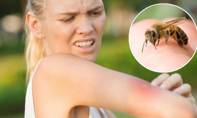 Was tun bei einem Bienenstich?, Wespen, Hornisse? Wie gefährlich ist in diesem Fall ein anaphylaktischer Schock?