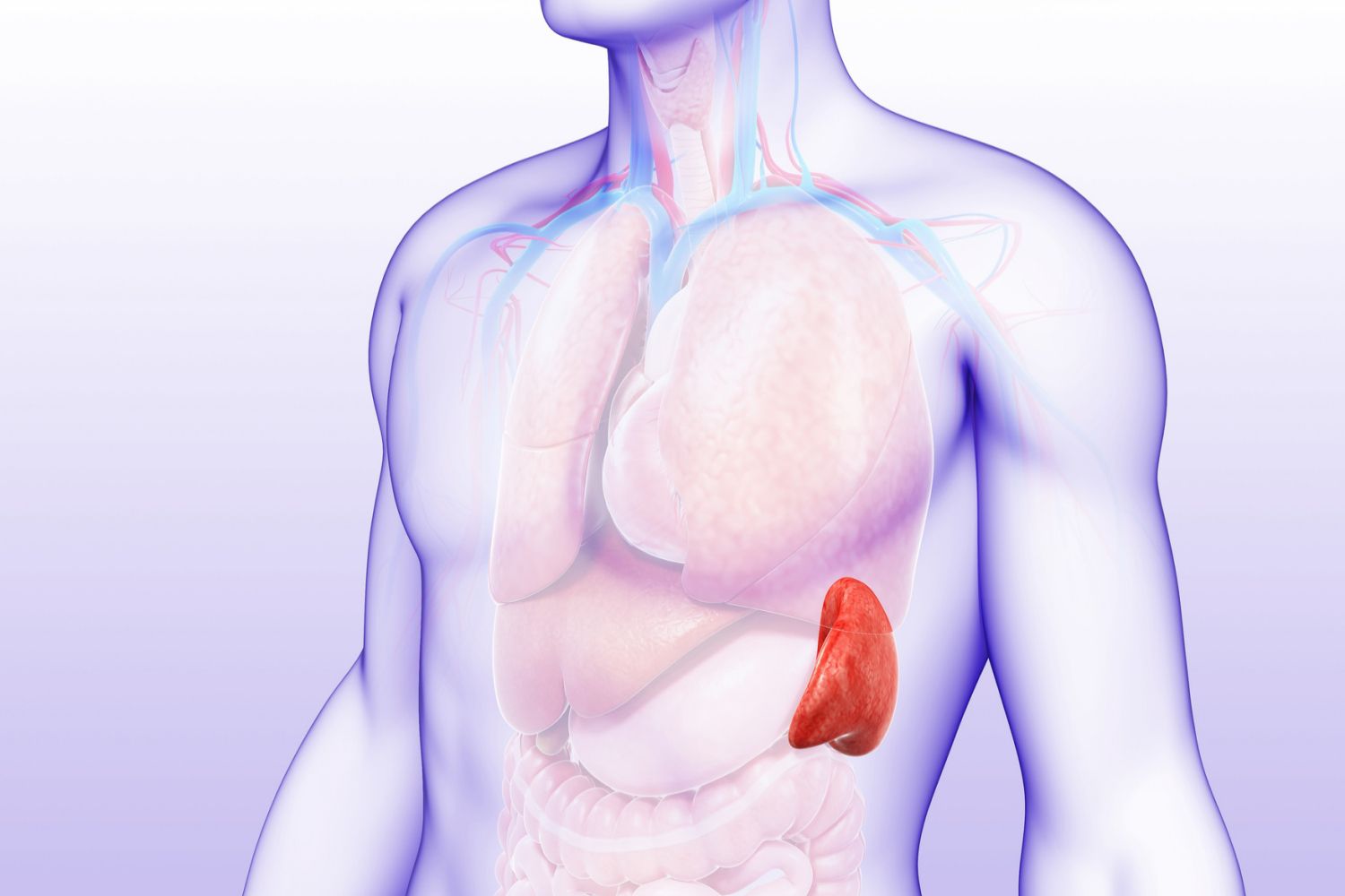 Селезенка это орган. Селезенка расположение в организме. Селезенка анатомия иммунная система. Spleen анатомия.